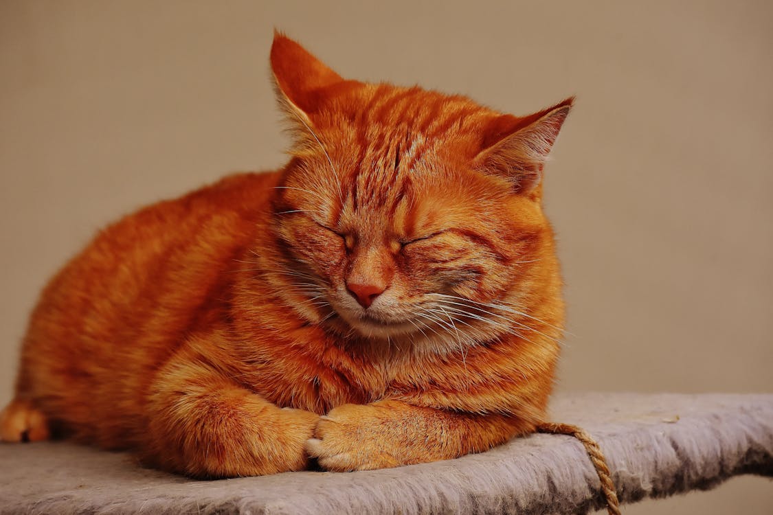 gratis Oranje Kat In Selectieve Aandacht Foto Stockfoto