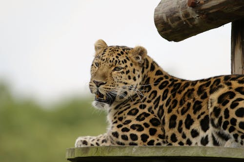 Leopard Lying on Brown Wooden Surface