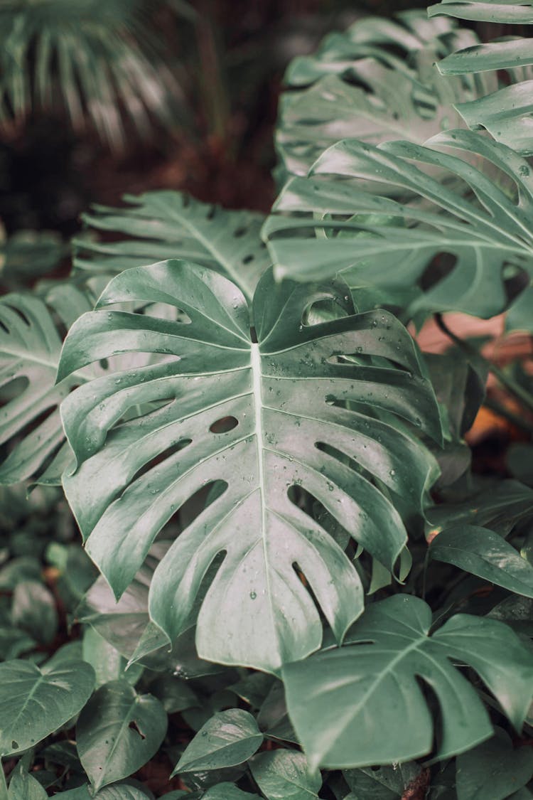 Close-Up Photo Of Swiss Cheese Plant