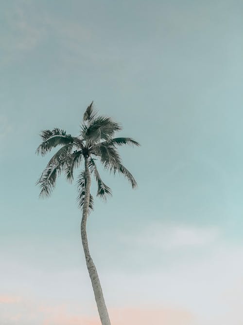 Fotobanka s bezplatnými fotkami na tému exteriéry, jasná obloha, kokosová palma