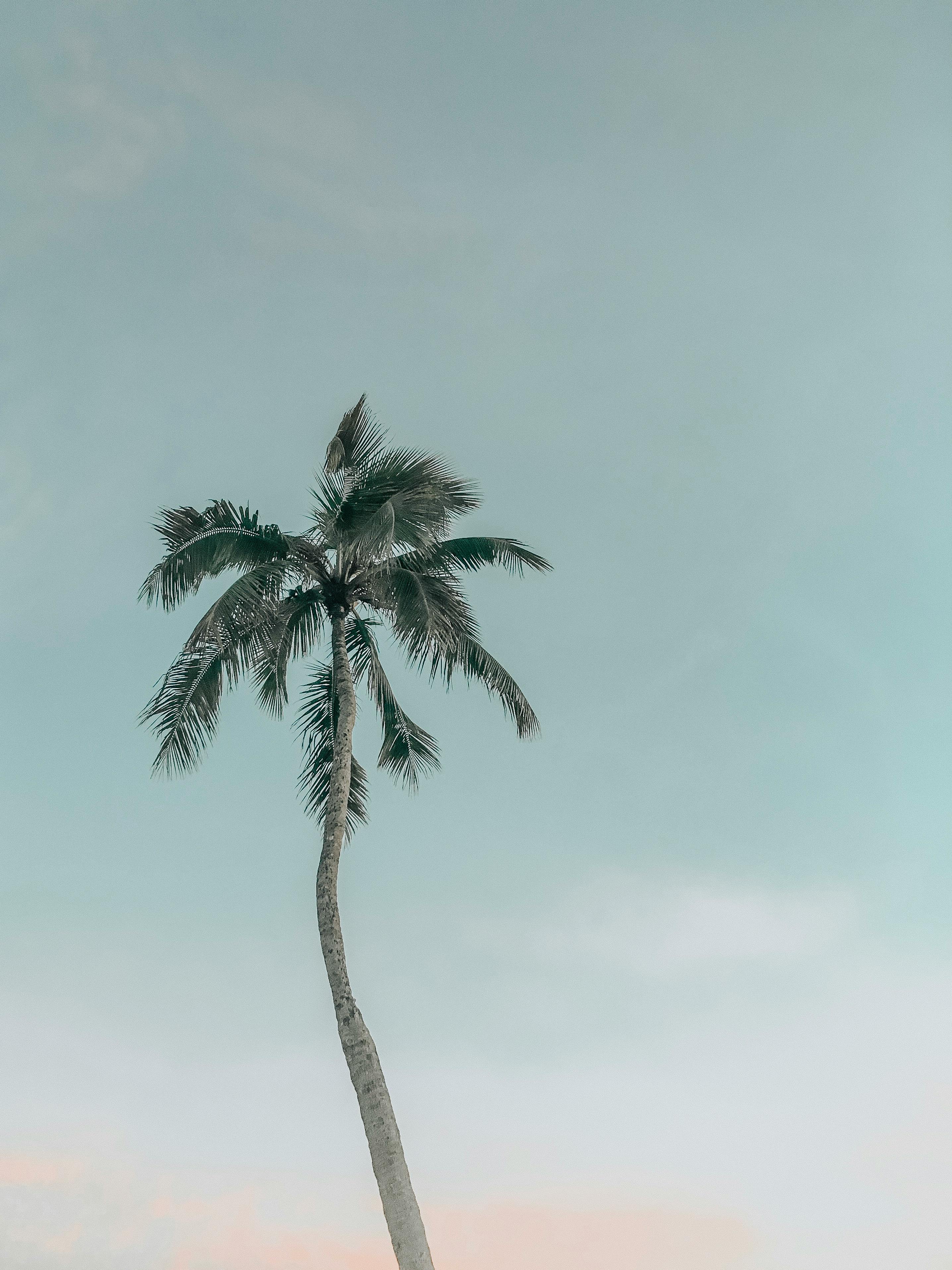 ココナッツの木 トロピカル ヤシの木の無料の写真素材