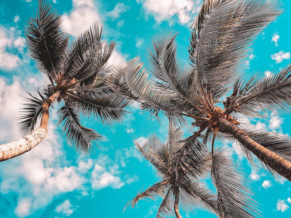 Bạn có tin không, cây dừa có thể mang đến cảm giác thư thái và bình yên chỉ bằng một bức ảnh? Hãy cùng ngắm nhìn những hình ảnh cây dừa từ góc nhìn thấp, cảm nhận những khoảnh khắc tuyệt vời trong không gian xanh mát và yên tĩnh.