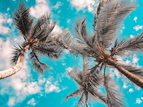 Low Angle Photo of Coconut Trees