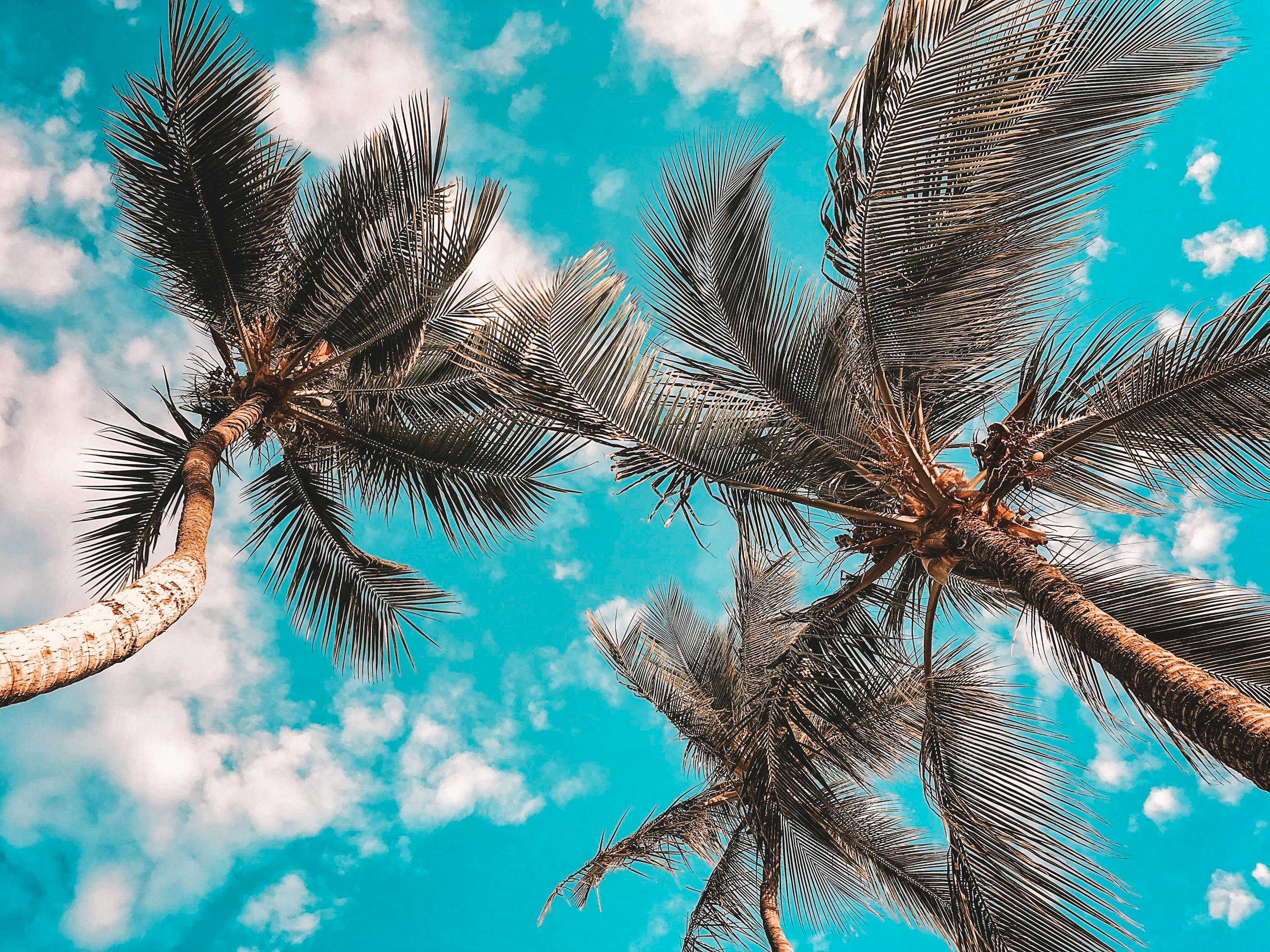 椰子 棕榈 黄色 热带 椰子树 岛图片下载 - 觅知网