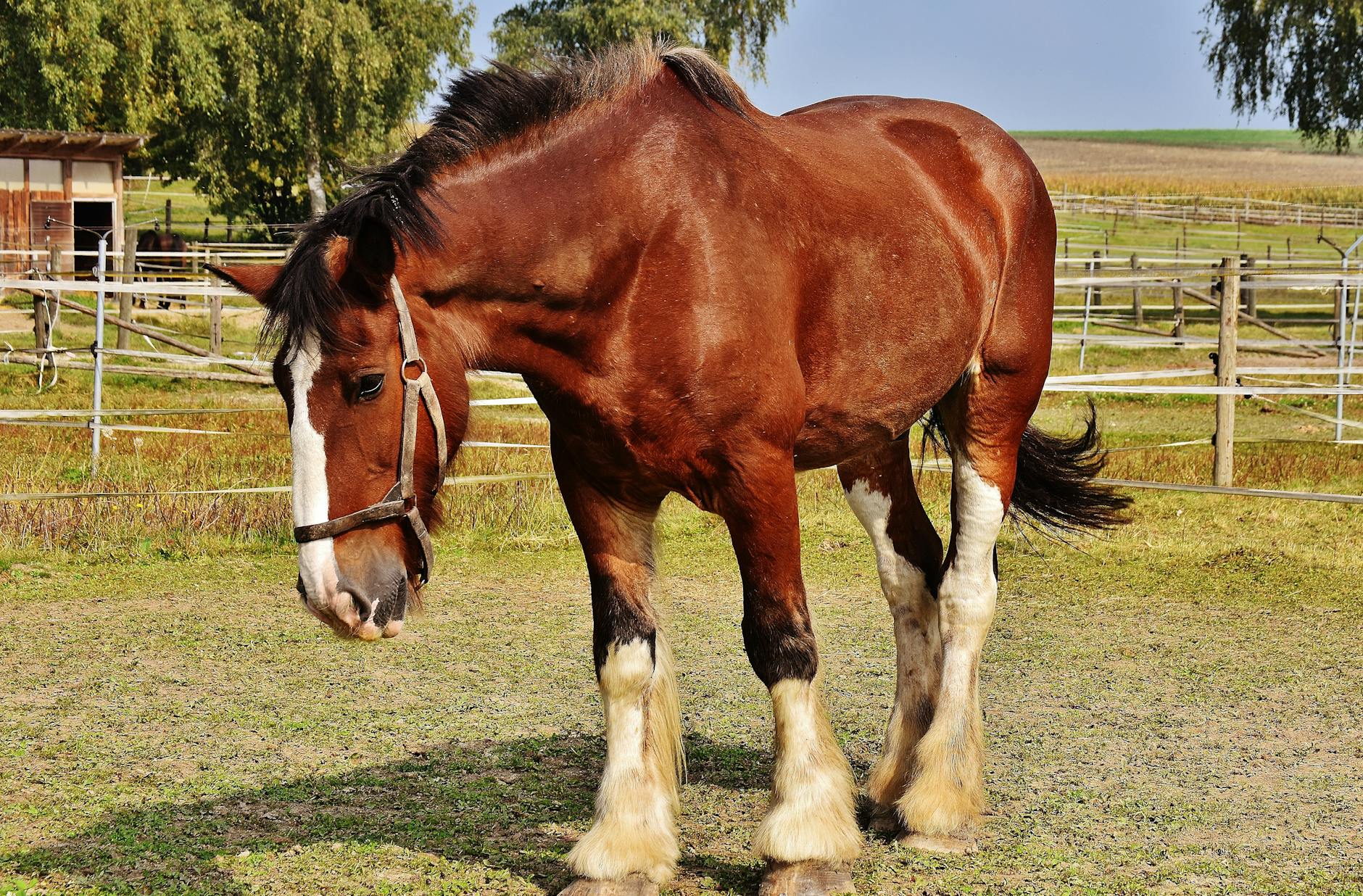 clydesdale feeding complications