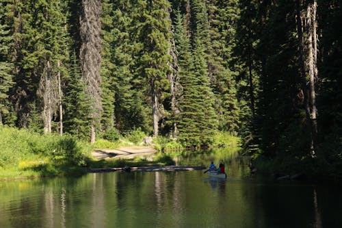 Imagine de stoc gratuită din apă curgătoare, arbori, arbori veșnic verzi