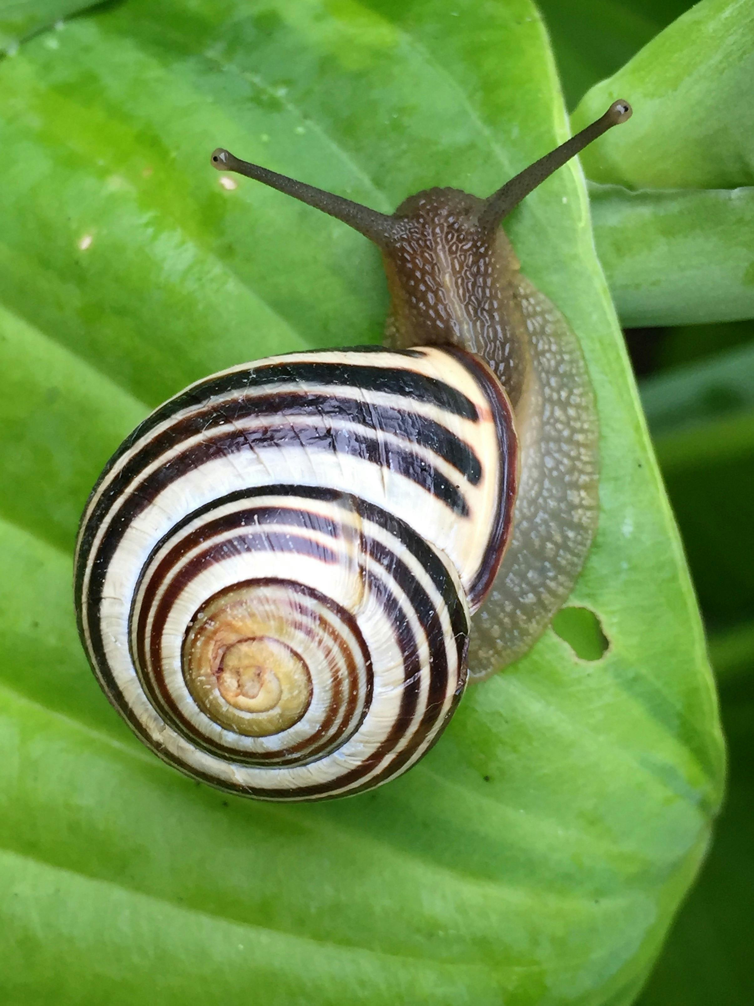 White Black and Brown Snail on Green Leaf