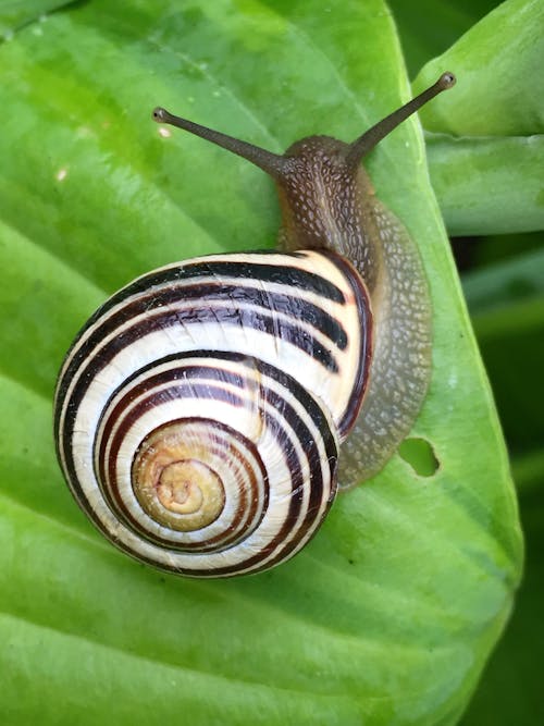 Gratis arkivbilde med blader, gastropod, glatt