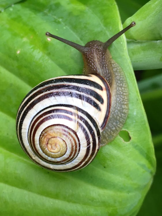 Gratis arkivbilde med blader, gastropod, glatt Arkivbilde
