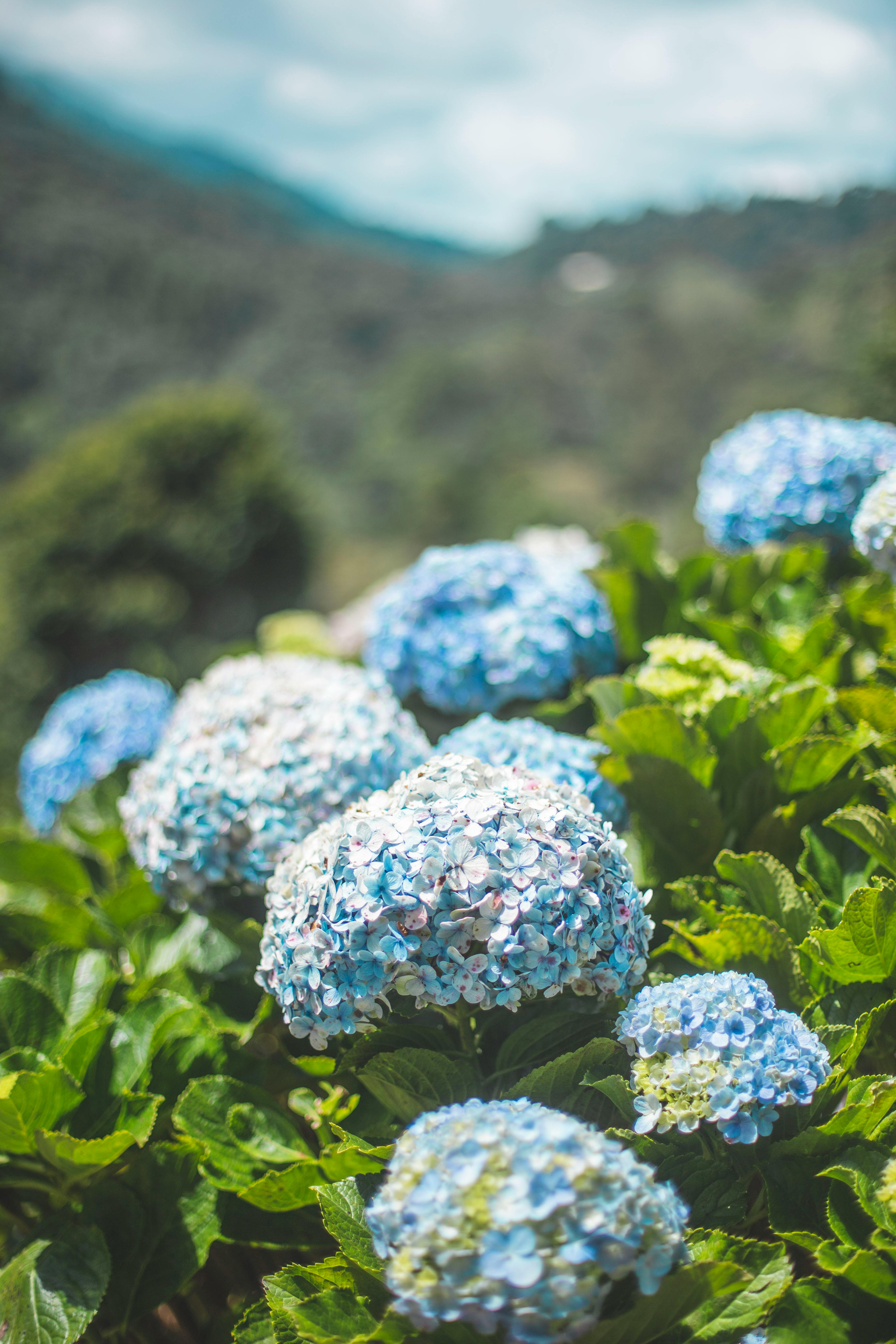 Blue Flowers Photos, Download The BEST Free Blue Flowers Stock Photos & HD Images Blue Flowers Photos, Download The BEST Free Blue Flowers Stock Photos & HD Images