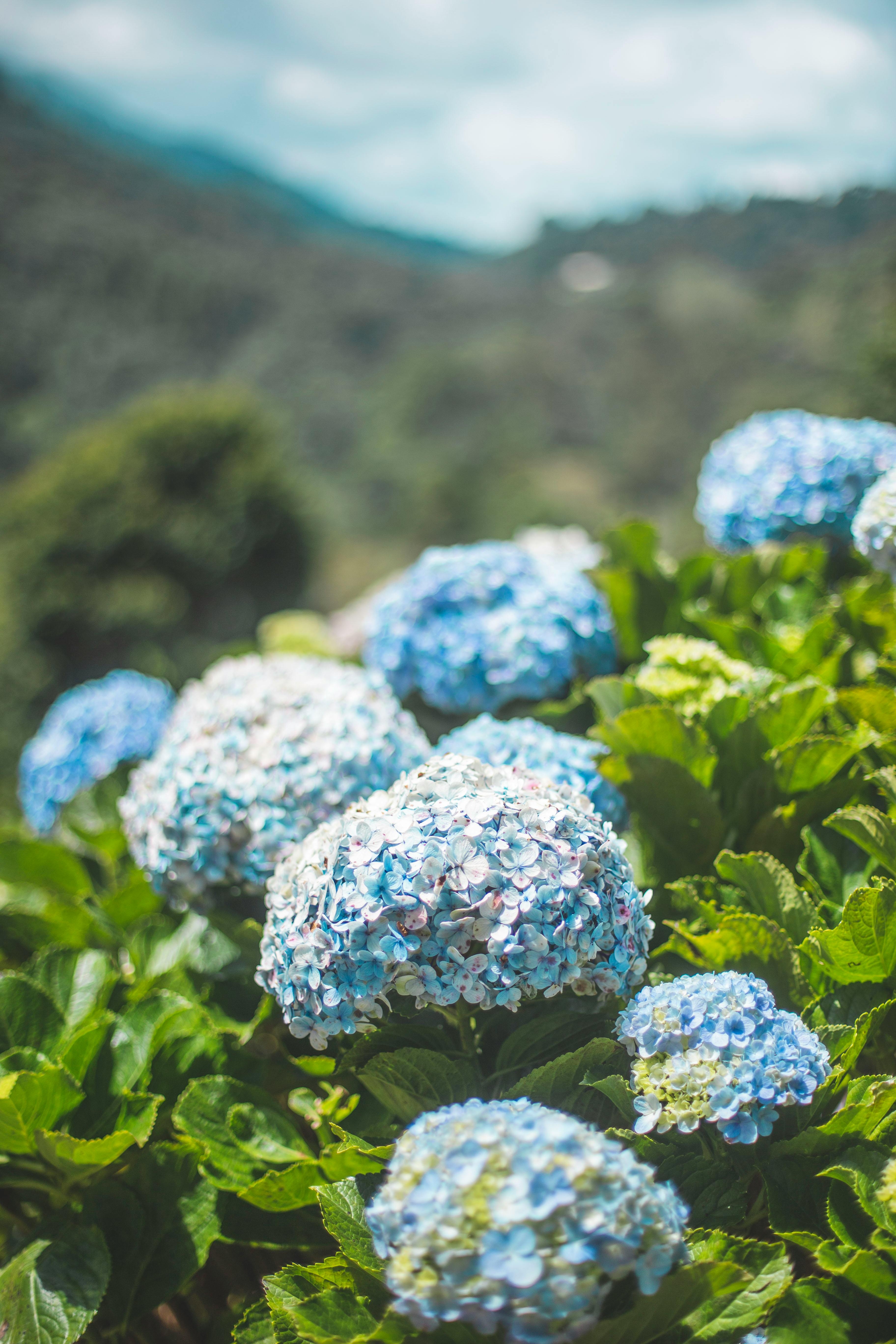 blue flowers background