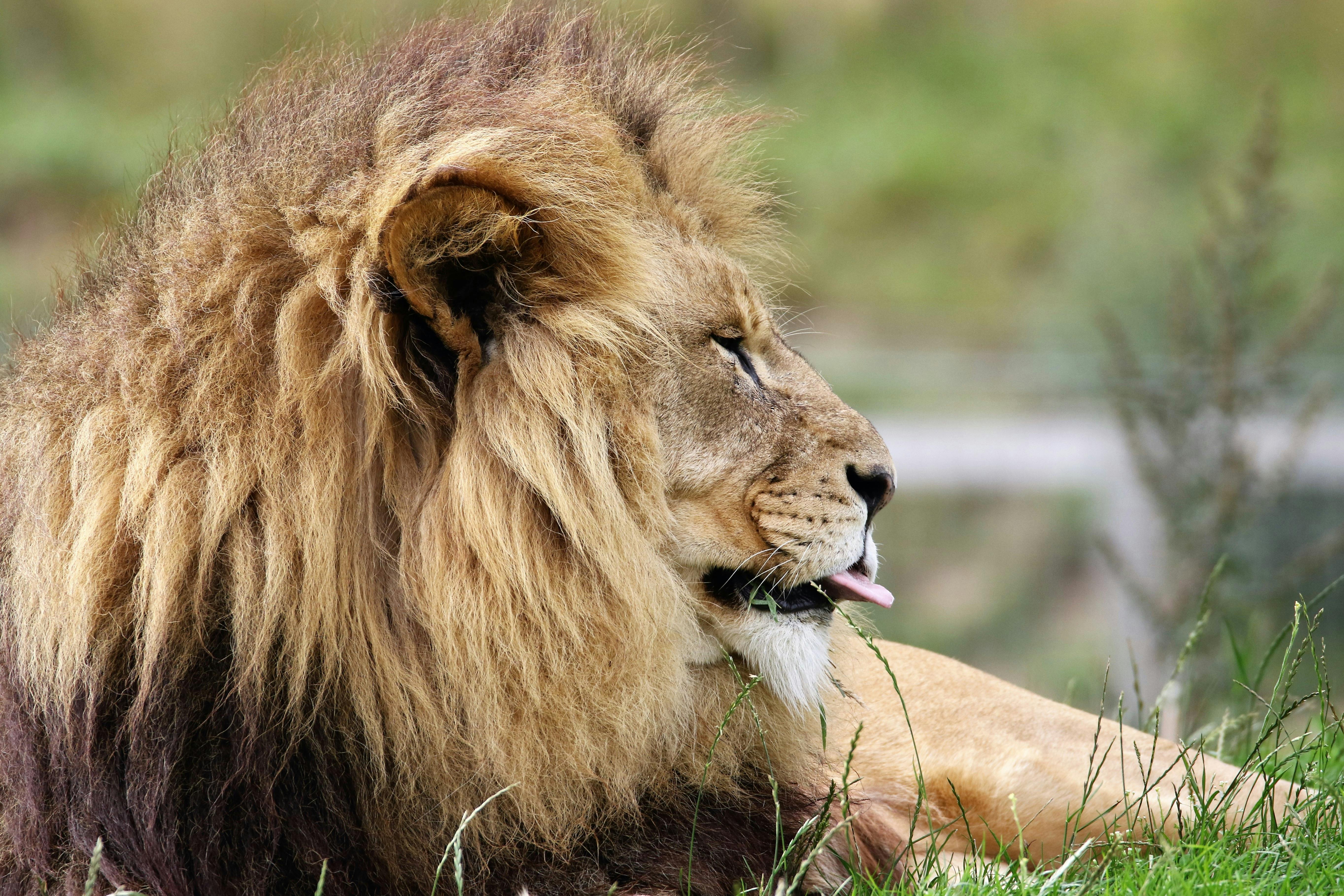 Brown Lion Eating Meat · Free Stock Photo