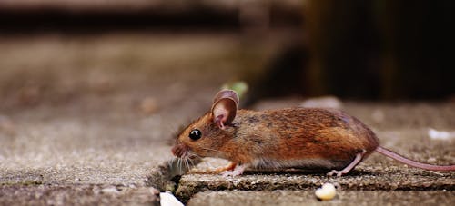 Free Brown Mouse on Brown Tile Stock Photo
