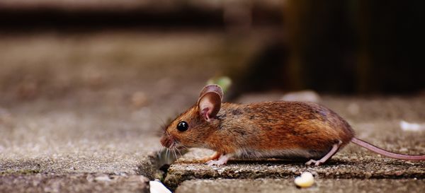 Mouse near a wall targeted for rodent control
