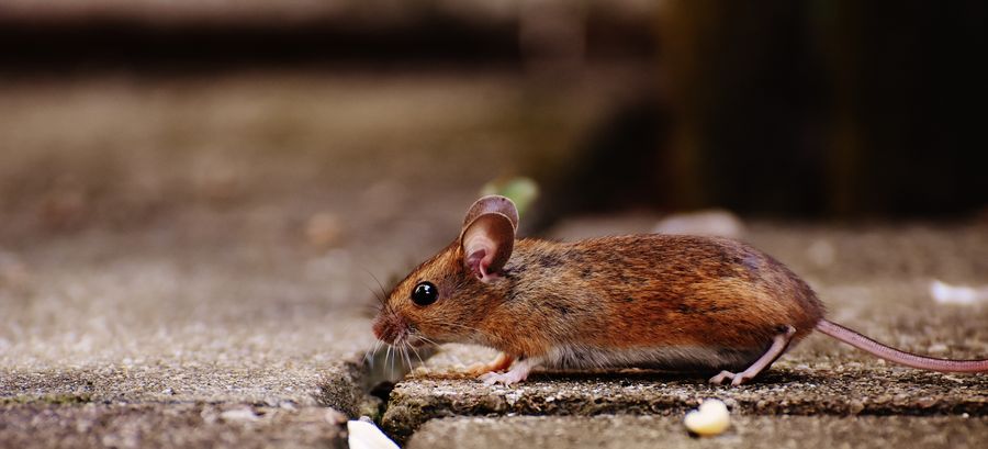 Mouse found indoors before Thornwick humane rodent removal