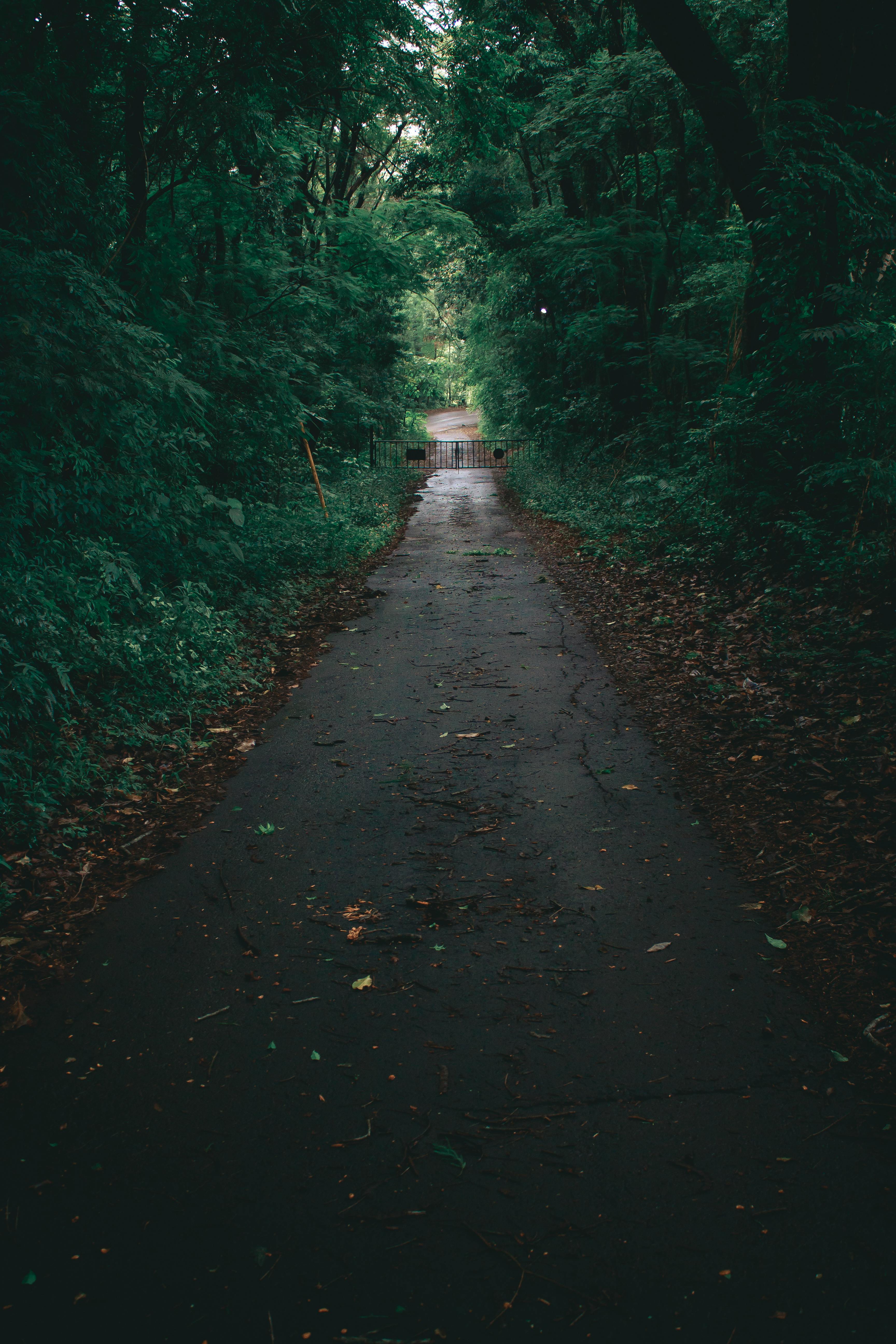 茂密的树叶和柔和的灯光包围着宁静的森林小径，唤起一种宁静的感觉