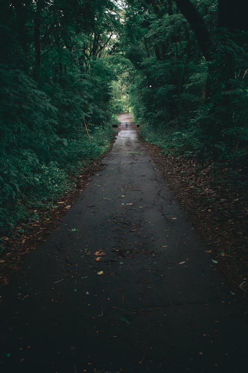 Photo of Roadway Surrounded By Trees