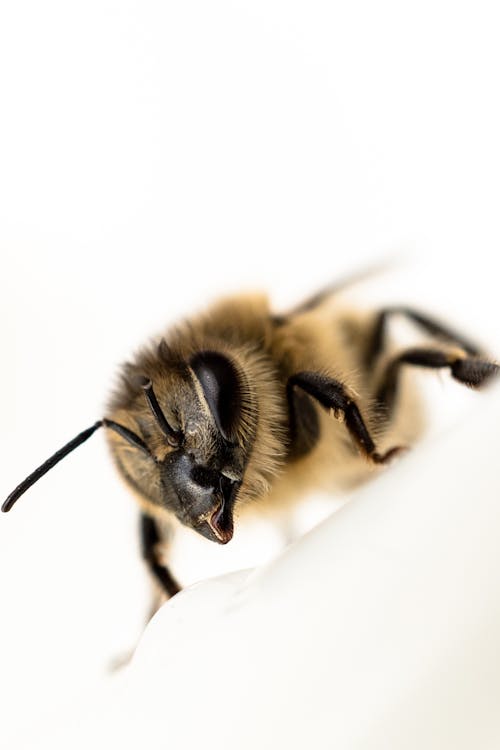 Медоносная пчела в фотографии крупным планом