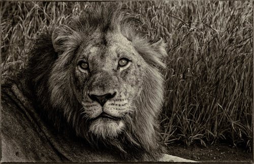 Grayscale Photography of Lion