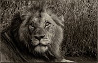 一幅醒目的黑白狮子肖像，在自然栖息地中突出了它浓密的鬃毛和锐利的眼神