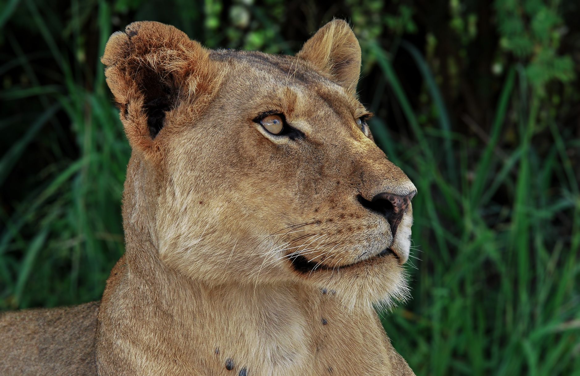 Detailed close-up of a lioness with focused eyes in its natural habitat, showcasing its majestic features.