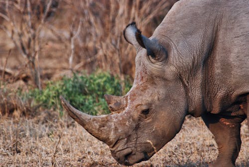 Rhinocéros Brun