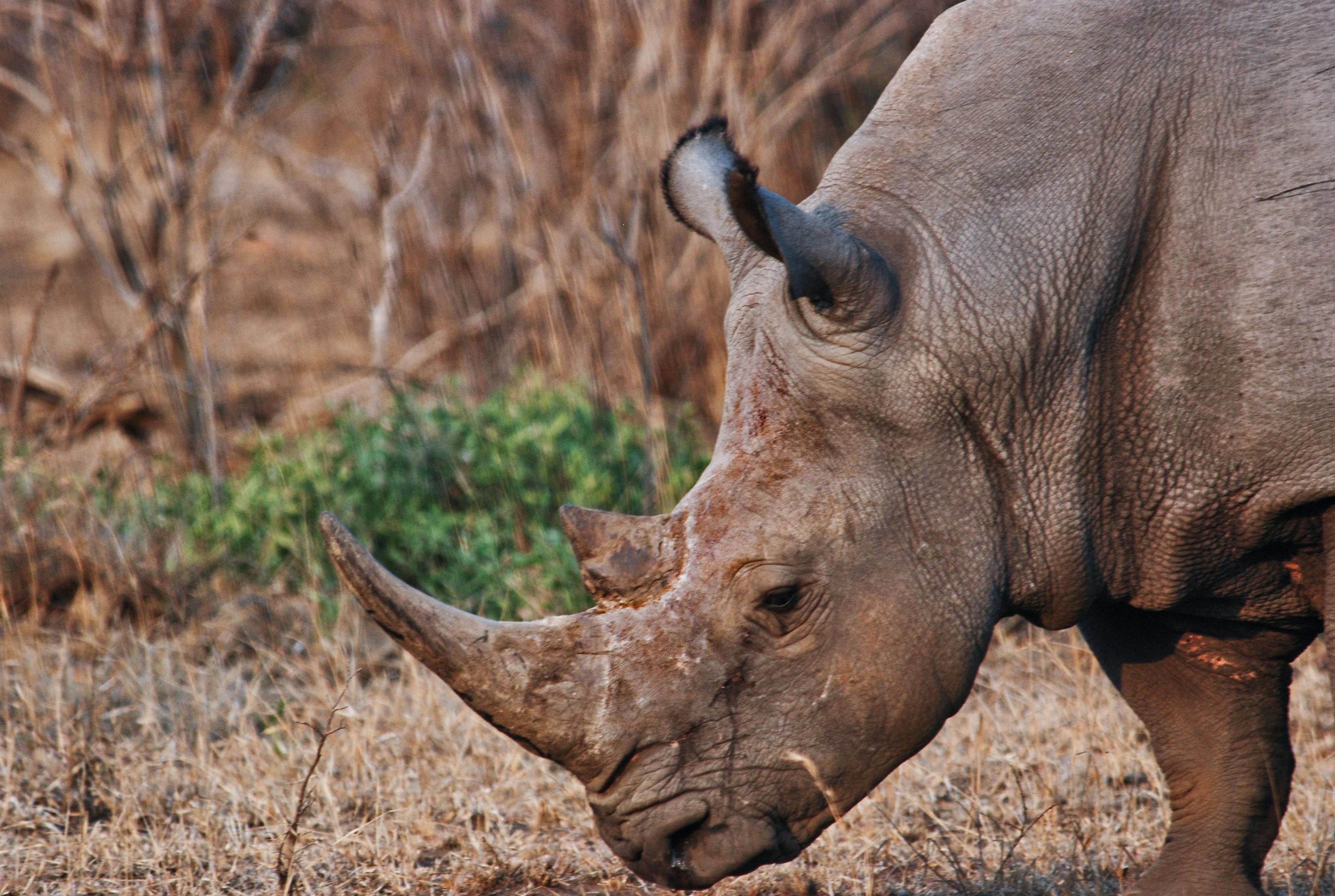 Gray Rhinoceros in Close-up Photography · Free Stock Photo