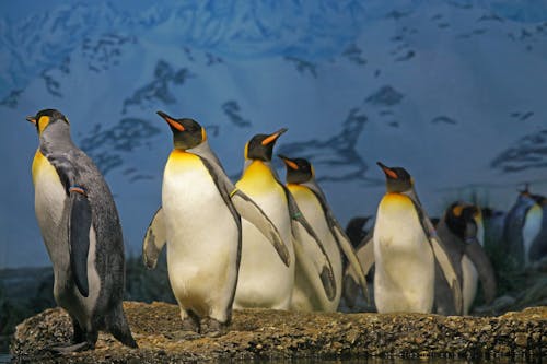 Gratis Pingüinos Caminando Sobre Superficie Marrón Foto de stock