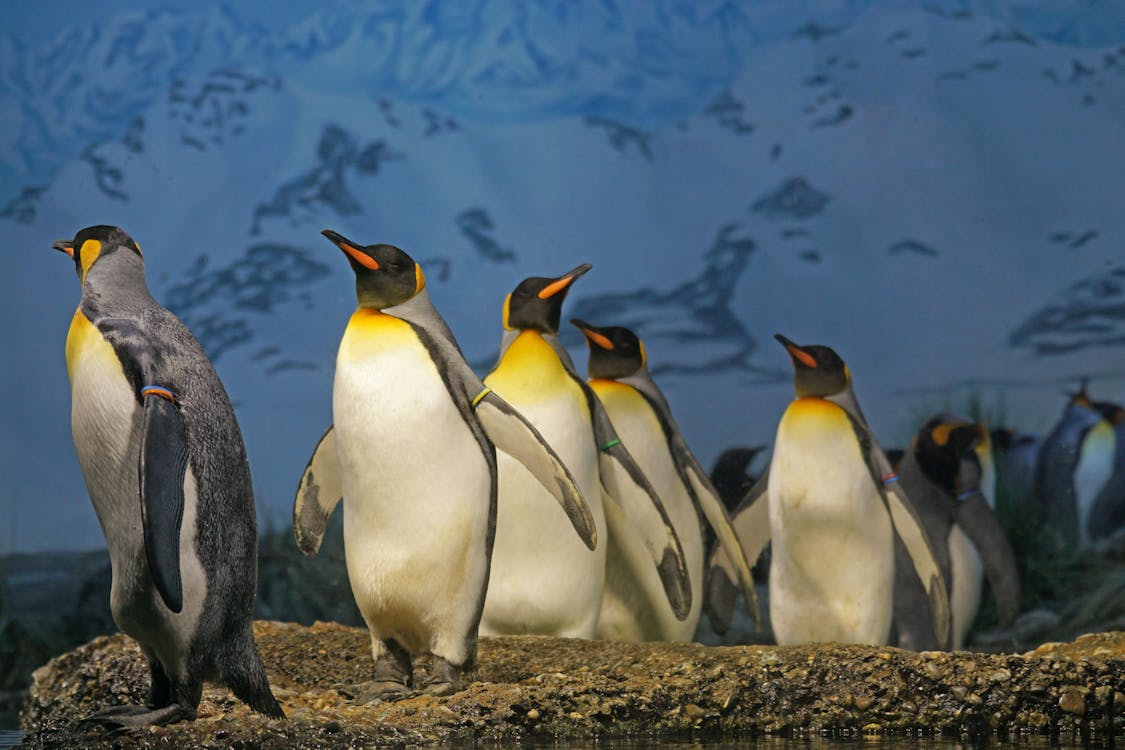 бесплатная Пингвины, идущие по коричневой поверхности Стоковое фото