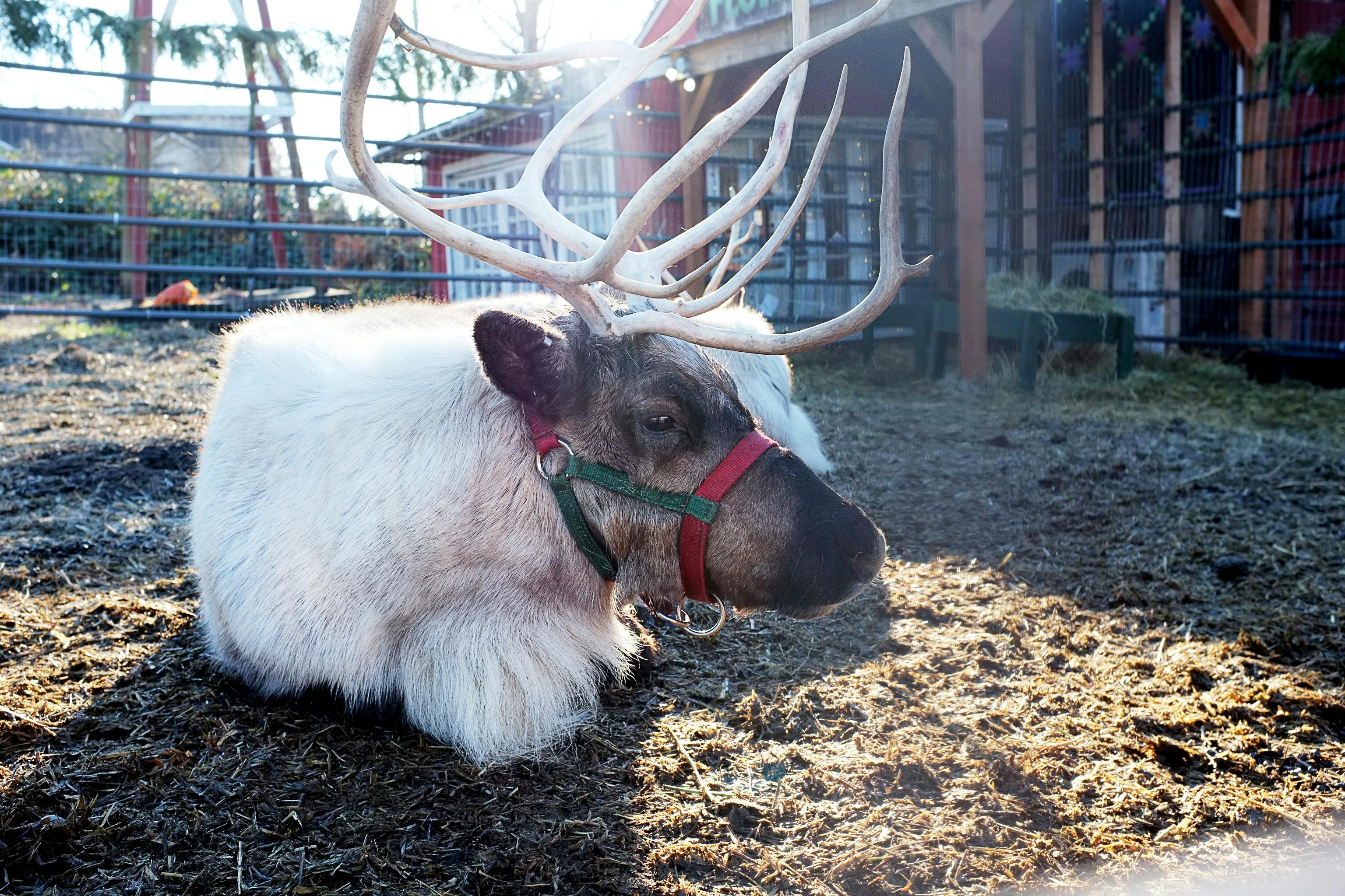 Free stock photo of christmas, reindeer, yule
