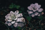 多肉植物特写与三叶草叶子令人惊叹，突显了自然之美