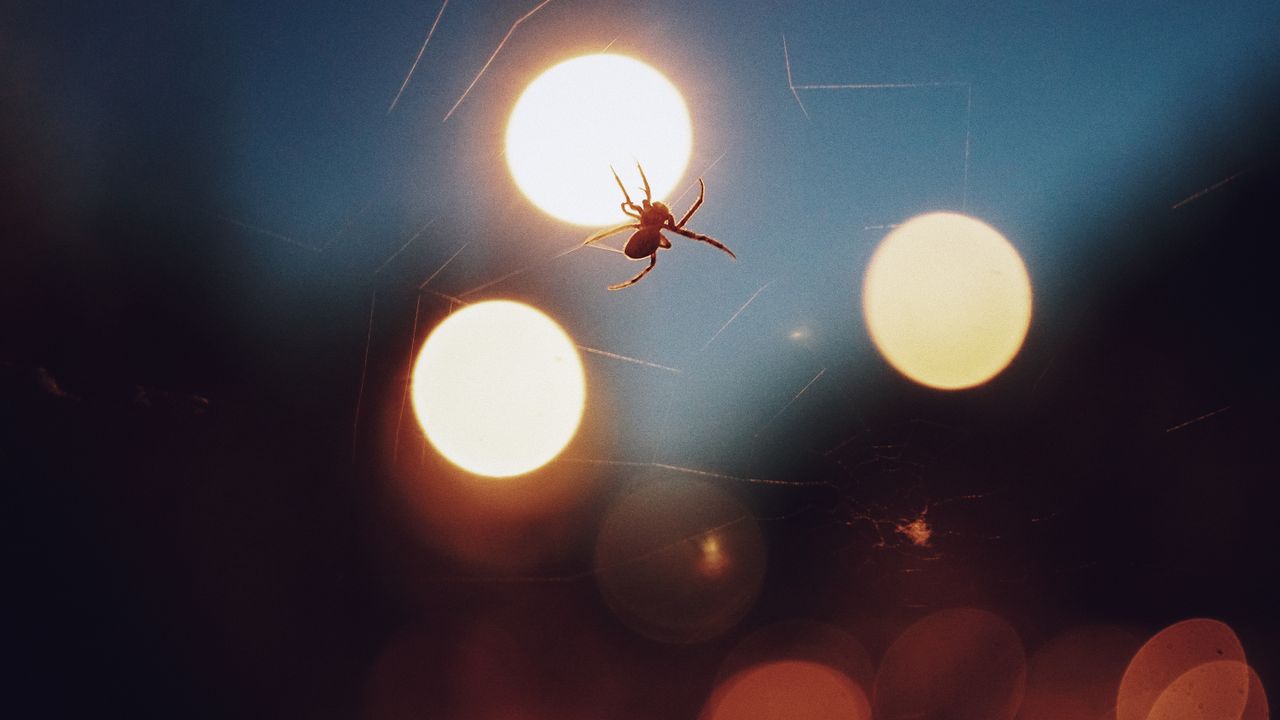 photograph of a spider on a web with striking bokeh lighting creating