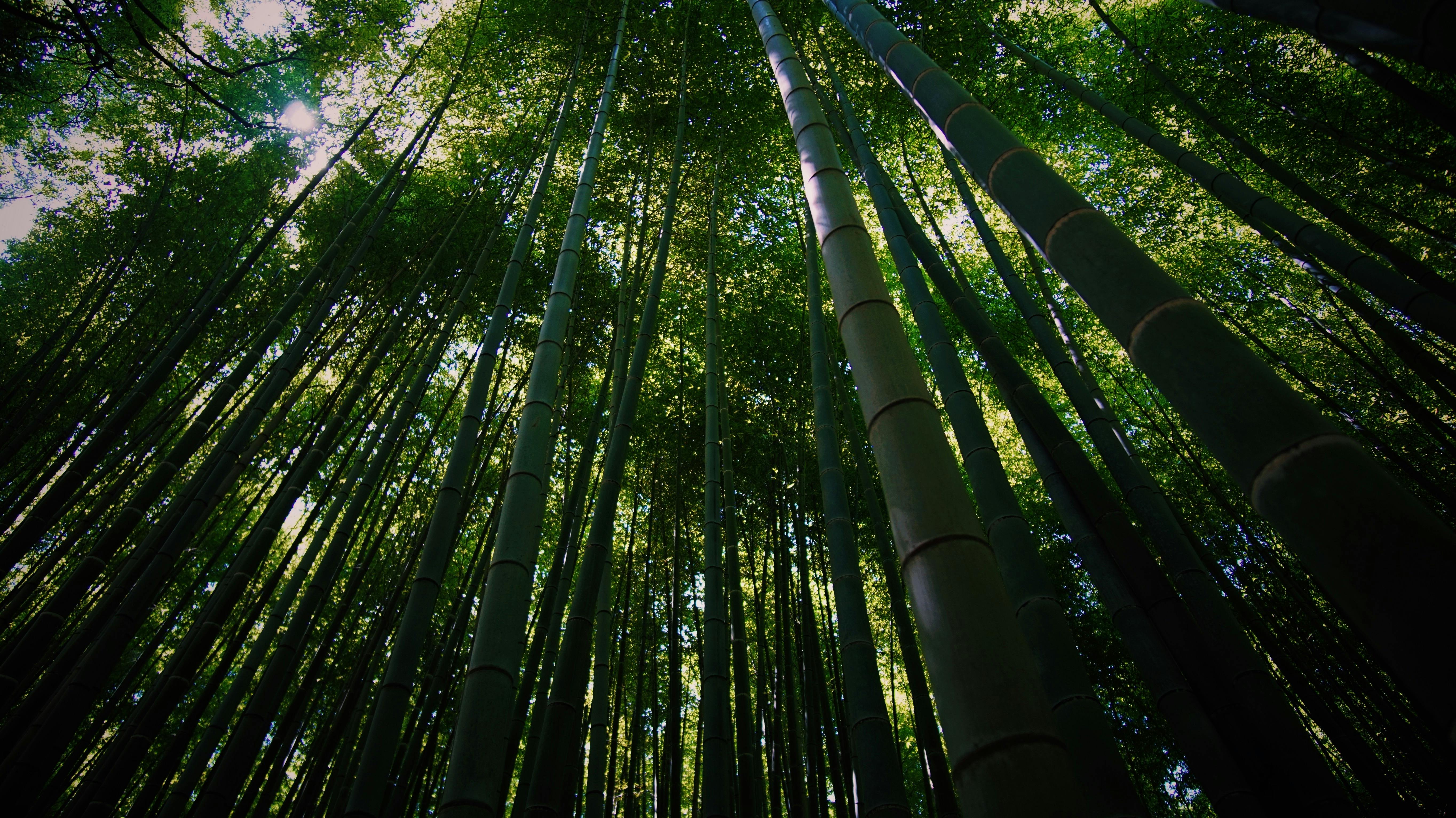 Bamboo Forest · Free Stock Photo