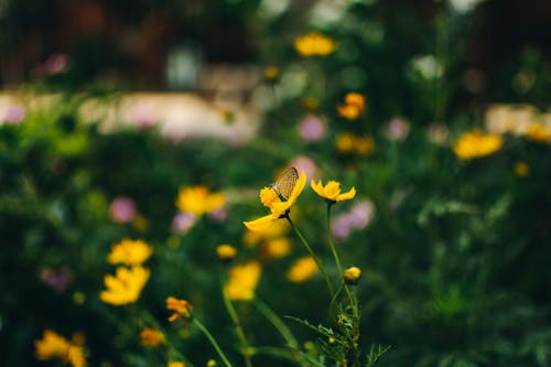 Selective-focus Photo of Butterfly on Yellow Flowers