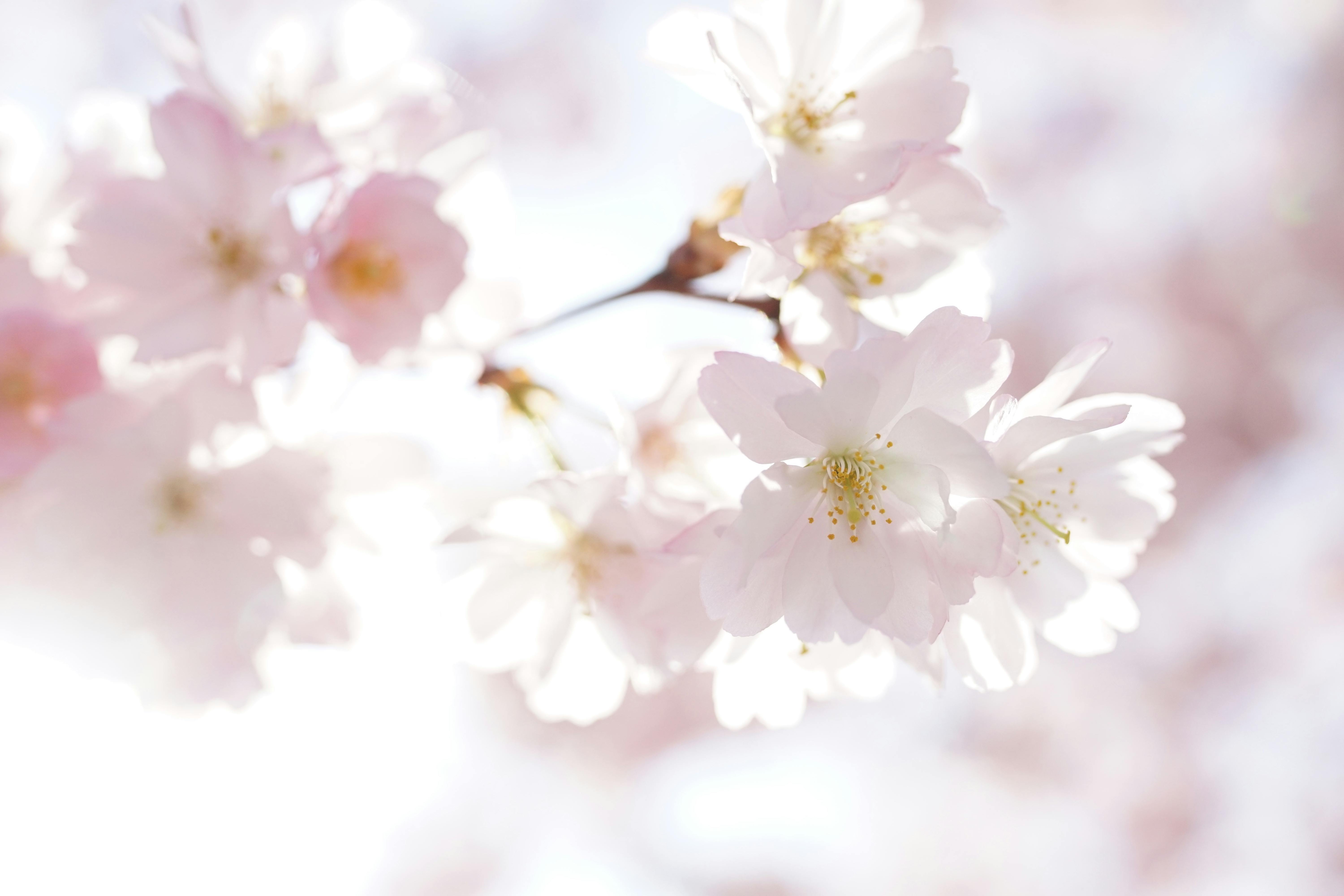 100,000+ Best Cherry Blossom Background Photos · 100% Free Download
