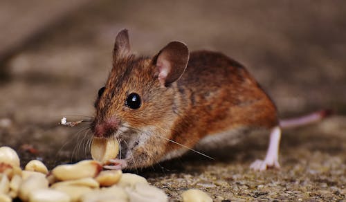 Foto Macro Di Brown Rat