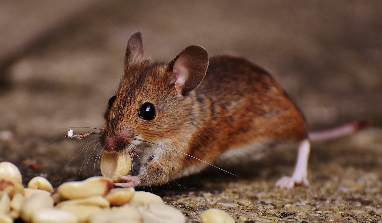 Brown Mouse Eating Nut
