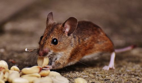 Macro photograph of a rodent