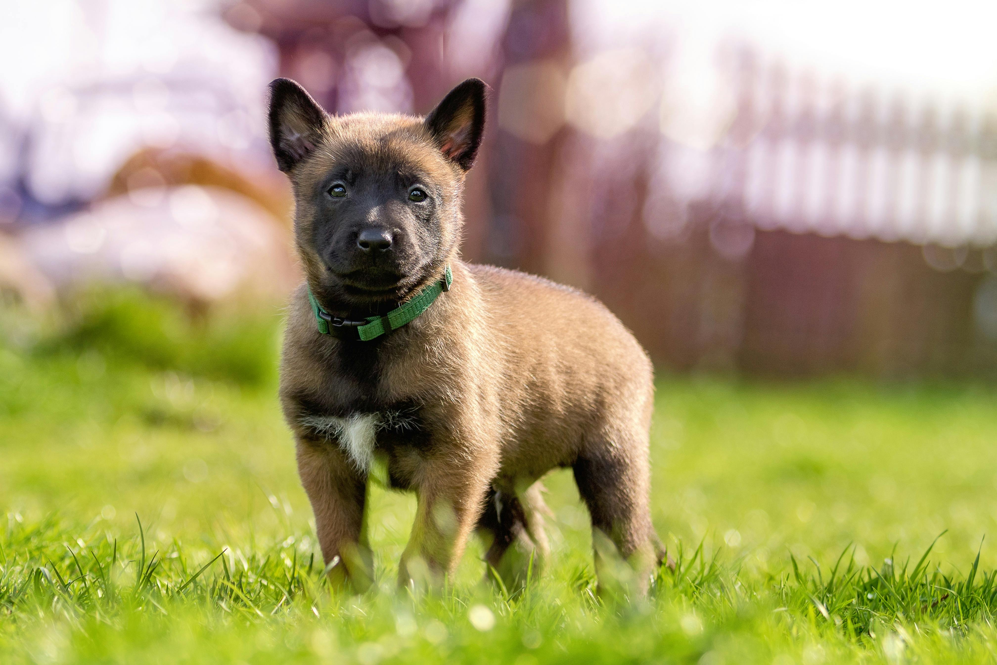 Fawn And Black Belgian Malinois Puppy On Green Gr Free Stock Photo Free