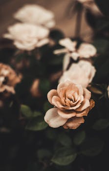 这是一张盛开的米色玫瑰特写，精致地展现了柔软的花瓣和温暖柔和的背景