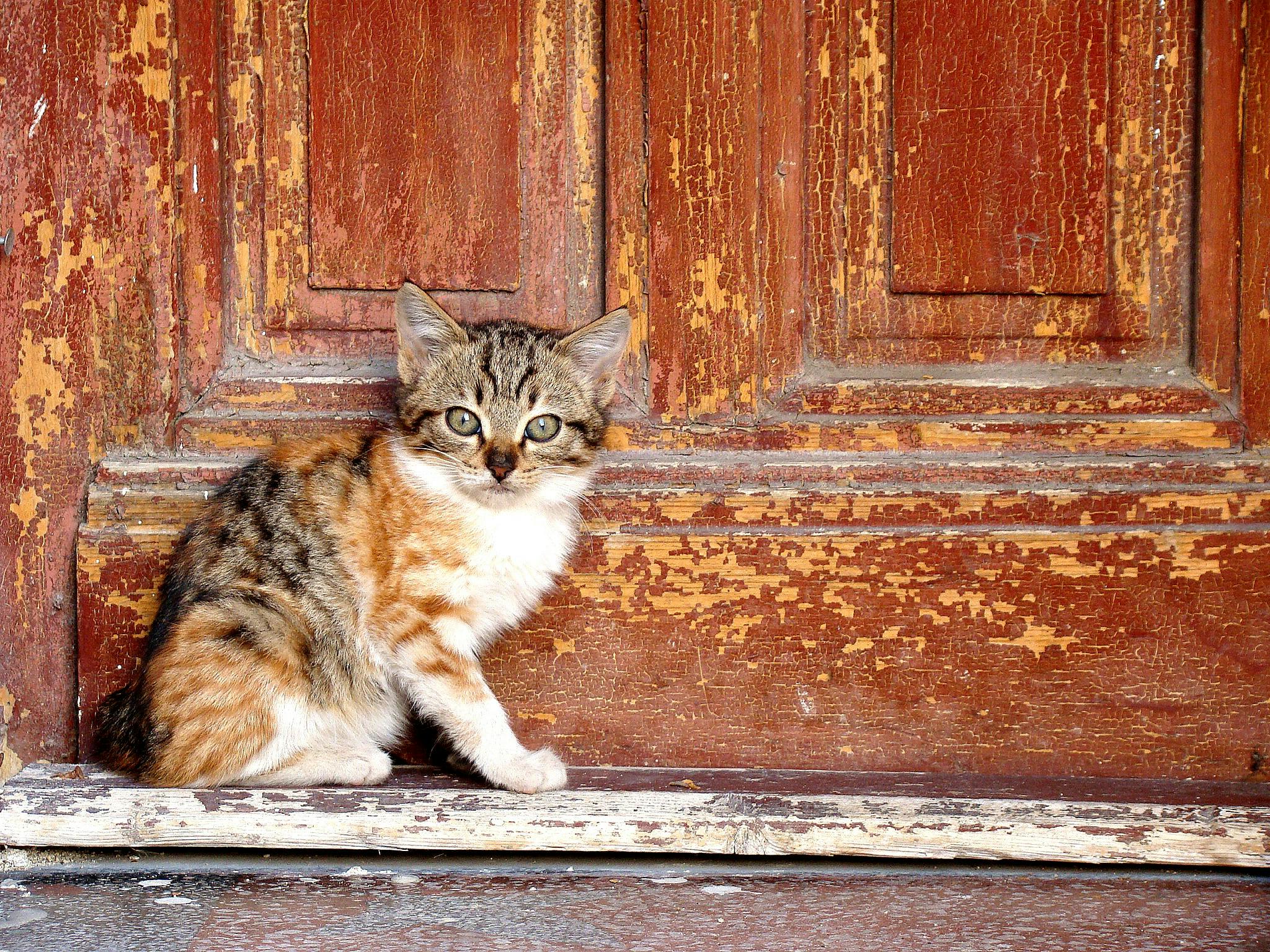 Orange Tabby Kitten Beside Brown Wooden Table Free Stock Photo