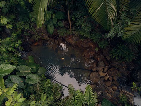 A serene view of a tropical stream surrounded by lush greenery and rocks in Guadeloupe.
