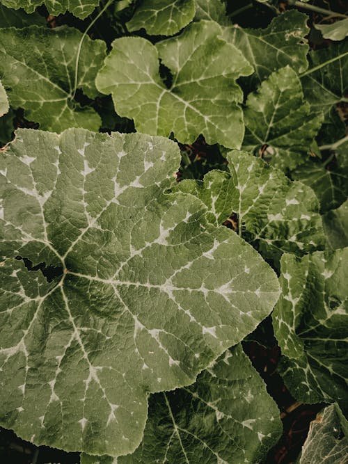 Foto profissional grátis de ecológico, fechar-se, folhas