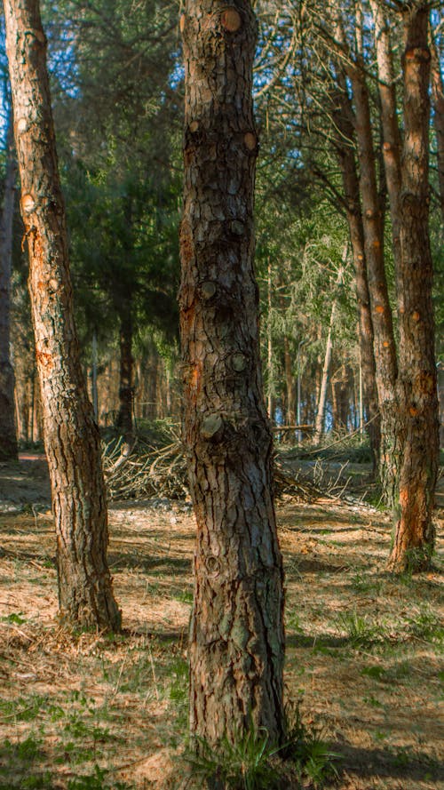 Foto d'estoc gratuïta de arbres, bosc, de fulla perenne