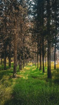 A tranquil path through a lush coniferous forest surrounded by vibrant green grass in a rural setting.