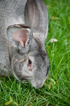 rabbit photo