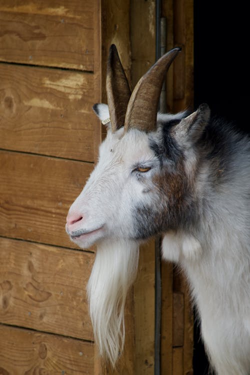 Fotobanka s bezplatnými fotkami na tému biela, brada, dedinský