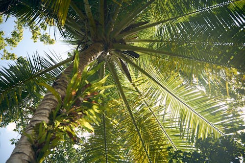 Foto De ángulo Bajo De Palmera