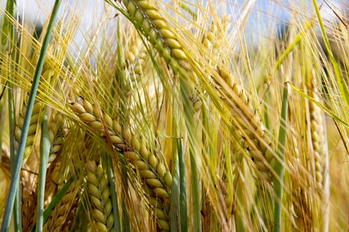 Free stock photo of campo, cebada, dia Stock Photo