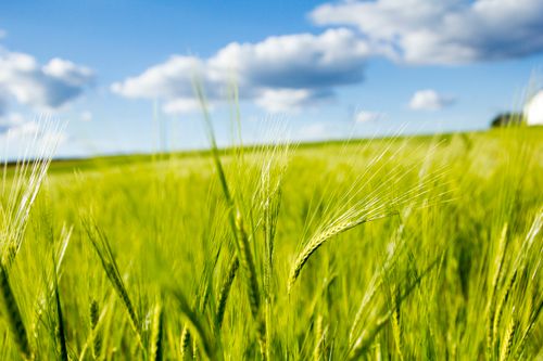 Free stock photo of atardecer, campo, cebada Stock Photo